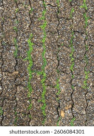 A close-up view of interlocking brick pavement, with fresh green grass sprouting in the gaps between the bricks, showcasing nature’s resilience in an urban setting.