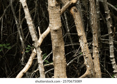 A close-up view of intertwined tree branches and trunks in a dense forest. The texture of the bark is visible, showcasing shades of brown and gray. Green foliage peeks through the branches.