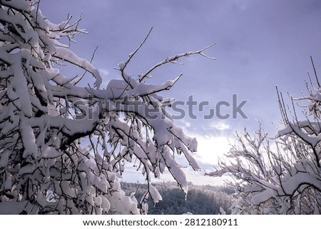 Close-up view of intricate tree branches heavily laden with fresh white snow.