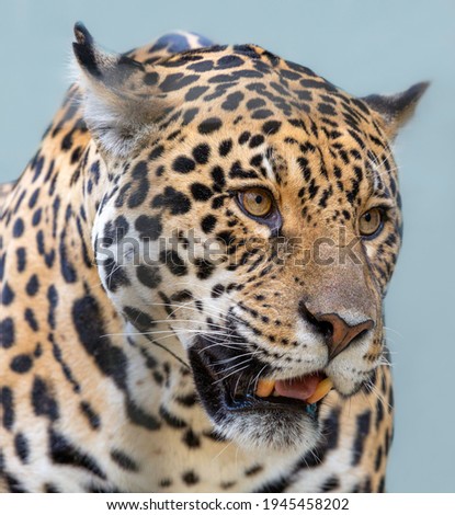 Similar – Foto Bild Nahaufnahme Frontporträt eines jungen, getrübten Leoparden