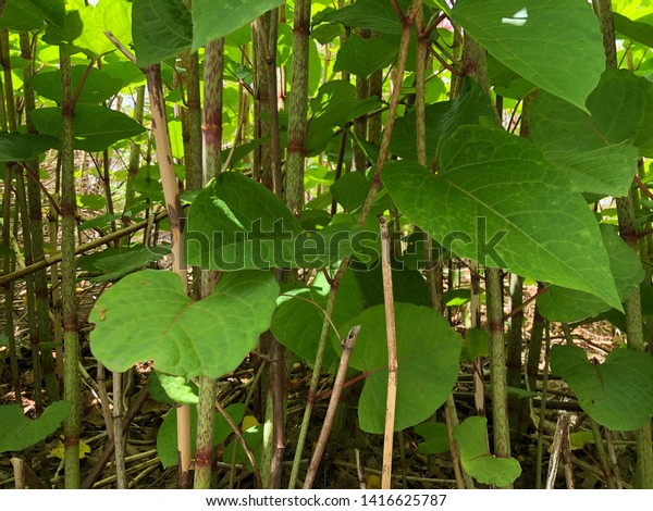 Closeup View Japanese Knotweed Edible Wild Stock Photo Edit Now Closeup View Japanese Knotweed Edible Wild Stock Photo Edit Now