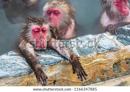 Closeup view of Japanese snow monkey onsen (macaques) in the pool in winter