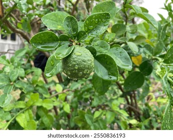 A close-up view of a kaffir lime fruit on a tree branch after rainfall. The leaves and fruit are covered in fresh dew drops. - Powered by Shutterstock