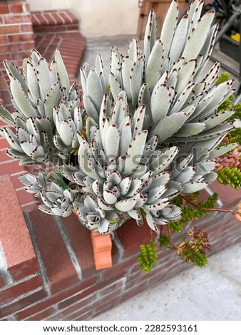 Close-up view of a kalanchoe tomentosa suculent plant , also known as panda plant.