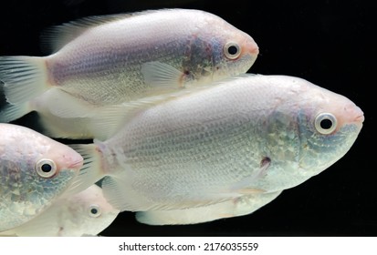 Closeup view of kissing gurami or kissing gourami with blurred background (Helostoma teminckii) Isolated on black background. - Shutterstock ID 2176035559