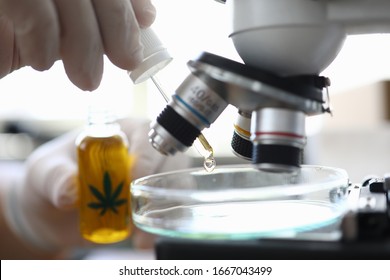 Close-up view of laboratory worker putting drop of cannabinoid oil on glass container of microscope. Special pipette for liquid material. Investigation and lab test concept