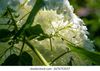 A close-up view of a large cluster of small, delicate white hydrangea flowers with intricate green stems and leaves.