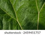 close-up view of a large leaf, with visible veins creating a beautiful network pattern across its textured surface. The vibrant green hue brings out its natural beauty and intricate details