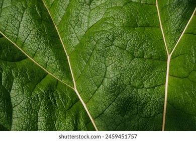close-up view of a large leaf, with visible veins creating a beautiful network pattern across its textured surface. The vibrant green hue brings out its natural beauty and intricate details - Powered by Shutterstock