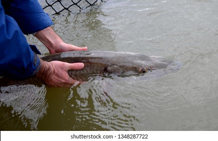 A closeup view of a large muskie partially submerged in a muddy river being supported for release while it recovers from capture and handling on a cloudy day - Shutterstock ID 1348287722