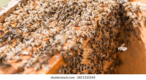 Close-up view of a large number of bees covering honeycomb frames during summer swarming, capturing active colony behavior, beekeeping, and the fascinating world of honey bees.