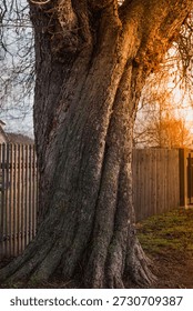 Close-up view of a large, old tree trunk at sunset, highlighting the gnarled bark texture and powerful structure. Focuses on nature, strength, age, and natural beauty.