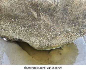 A Closeup View Of A Large Rock With All Kinds Of Ocean Gunk On It.