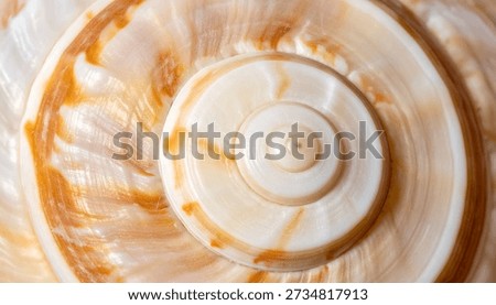 Close-up view of a large spiral shell, showing delicate interior patterns and tones