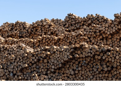 Close-up view of a large stack of cut timber logs arranged at a lumber storage site. Forestry operations, logging, sustainable wood production, raw materials for construction and manufacturing industries.