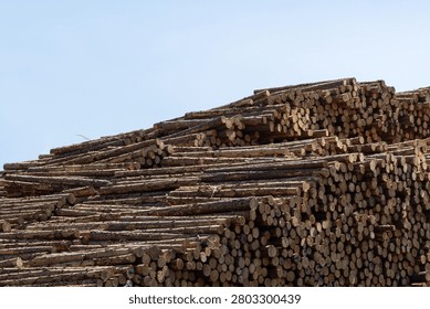 Close-up view of a large stack of cut timber logs arranged at a lumber storage site. Forestry operations, logging, sustainable wood production, raw materials for construction and manufacturing industries.