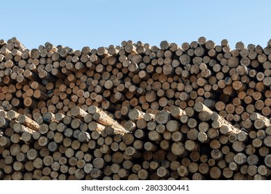 Close-up view of a large stack of cut timber logs arranged at a lumber storage site. Forestry operations, logging, sustainable wood production, raw materials for construction and manufacturing industries.