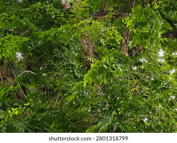 A close-up view of a large tree with dense green foliage and textured bark in a natural forest setting.