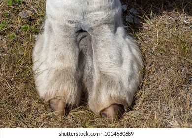 Closeup view of a large white camel foot or toe with large nails standing in grass