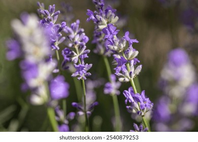 Close-up view of lavender flowers blooming in a field, showcasing their vibrant purple petals and green stems on a sunny day - Powered by Shutterstock