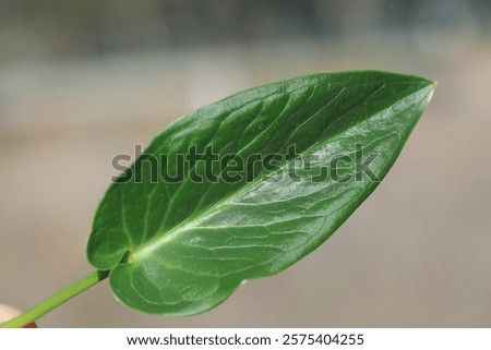Close-up view of the leaf of Arum dioscoridis (Spotted Arum) plant