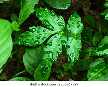 Close-up view of leaf with raindrops