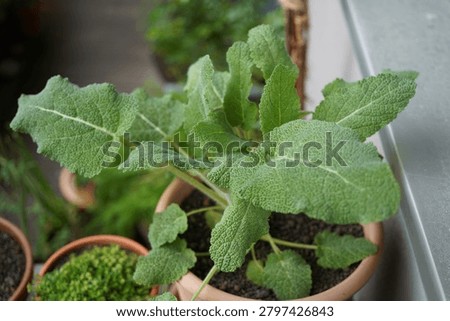 Close-up view of a leaf rosette of clary sage (Salvia sclarea) growing in a pott.Large textured green leaves form a characteristic basal rosette pattern.