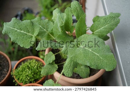 Close-up view of a leaf rosette of clary sage (Salvia sclarea) growing in a pott.Large textured green leaves form a characteristic basal rosette pattern.