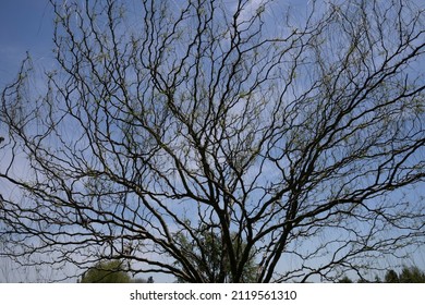 Closeup view of leafless Parkinsonia aculeata, also known as Cina Cina tree, defoliated branches. 