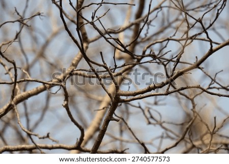 A close-up view of leafless tree branches crisscrossing against a softly blurred background. The textured bark and intersecting lines create an abstract, organic pattern, while the shallow depth of field highlights select branches in sharp detail.