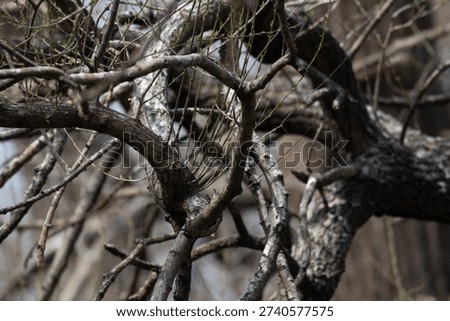 A close-up view of leafless tree branches crisscrossing against a softly blurred background. The textured bark and intersecting lines create an abstract, organic pattern, while the shallow depth of field highlights select branches in sharp detail.