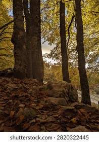 ​A close-up view of a leafy forest floor with rock formations and autumn leaves, framed by towering beech tree trunks looking out onto a vibrant, sun-dappled woodland landscape at sunset.