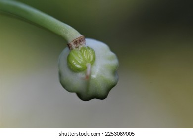 Close-up view of light green, wrinkled nasturtium seeds developing on the stem.  One large seed is fully formed, and two smaller seeds just beginning to develop - Shutterstock ID 2253089005