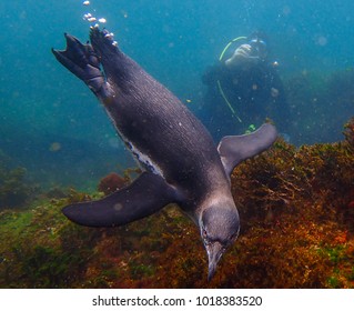 Close-up view of a little Galapagos penguin swimming underwater