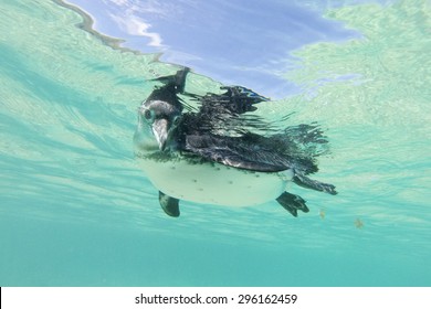 Close-up view of a little Galapagos penguin swimming underwater. Galapagos Island. Ecuador 2015