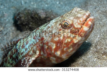 CLOSE-UP VIEW OF LIZARDFISH WAITING ON CORAL REEF BOTTOM