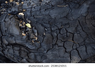 A close-up view of a log after being burned, with charred, blackened texture revealing cracked and brittle patterns on the wood’s surface - Powered by Shutterstock