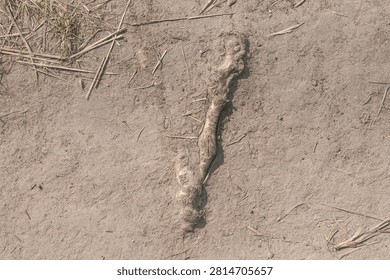 A close-up view of a long, irregular shaped piece of dried root or wood lying on parched, dusty earth with scattered pieces of straw and dried grass.