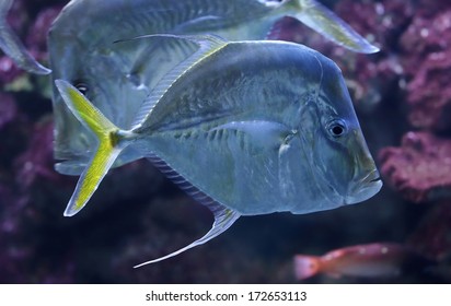 Close-up View Of A Lookdown (Selene Vomer)