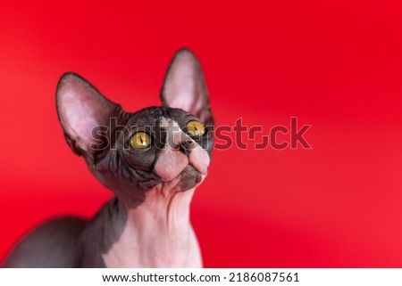 Close-up view of luxury kitten of Canadian Sphynx breed on bright red background. Black and white kitten looking up with big shiny yellow eyes. Side view. Concepts of International Cat Day. Copy space