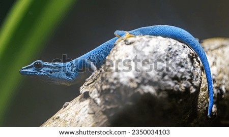 Close-up view of a male Turquoise dwarf gecko (Lygodactylus williamsi)