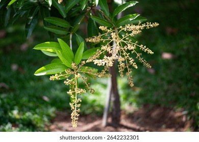 A close-up view of mango flower clusters, showcasing the intricate details of the blossoms.
