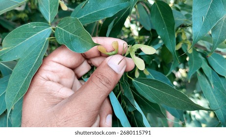 Closeup View of Maple Tree Winged Seed Pods Samara Fruit or Helicopter Seeds
