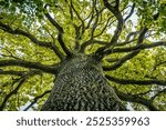 A close-up view of a massive oak tree with thick, sprawling branches covered in a canopy of vibrant green leaves. The texture of the bark is rugged, emphasizing the trees age and strength