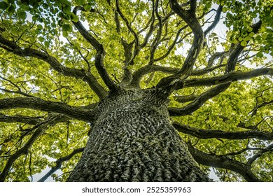 A close-up view of a massive oak tree with thick, sprawling branches covered in a canopy of vibrant green leaves. The texture of the bark is rugged, emphasizing the trees age and strength - Powered by Shutterstock