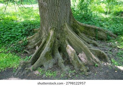 Close-up view of a massive tree trunk, sprawling exposed roots in a lush green forest jungle environment. Detailed bark texture, natural root formations, woodland wallpaper and background. Rich in organic patterns. Sunlight filtering through the canopy highlights the strength, age, and resilience of the tree. Ideal for themes of growth, stability, ecology, conservation, environment, natural heritage, forestry, woodland landscapes, and outdoor nature projects.