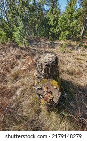 Closeup View Of A Moss Covered Tree Stump In An Open Grass Field In The Woods. Rural Nature Scene Of Overgrown Wild Reeds With A Felled Tree In An Uninhabited, Untouched And Uncultivated Forest