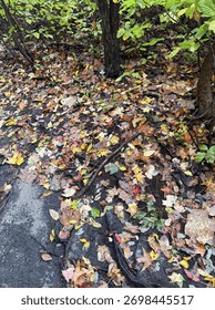 Close-up view of a muddy forest path covered with colorful fallen leaves and exposed tree roots. Captures the texture and beauty of autumn nature, hiking trails, and seasonal change.