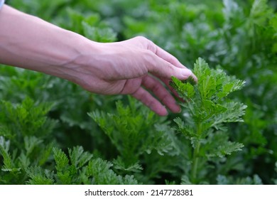 A closeup view of mugwort growing in garden for nature advertising - Shutterstock ID 2147728381