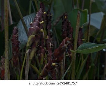 Close-up view of multiple dark red, cone-shaped inflorescences with small yellow details, growing amidst lush green tropical foliage in a dense garden or natural setting.
